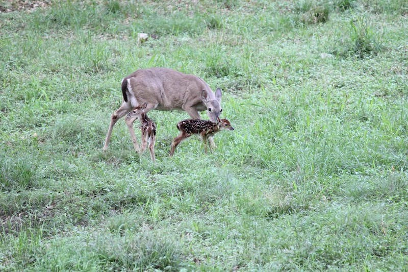 fawns in proposed greenway extension survey